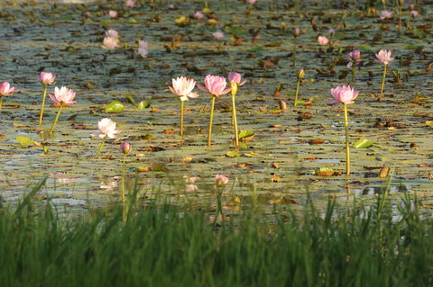 Miles - Holiday Sunshine Coast 2