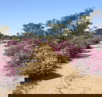 Reynoldson's Flora Reserve - Sunshine Coast Tourism