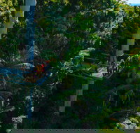 Tamborine Rainforest Skywalk - Sunshine Coast Tourism