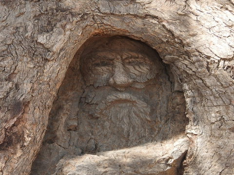 The Face Tree Near Burke And Wills Dig Tree - Holiday Sunshine Coast 0