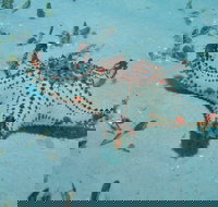 The Pines Dive Site - Holiday Sunshine Coast