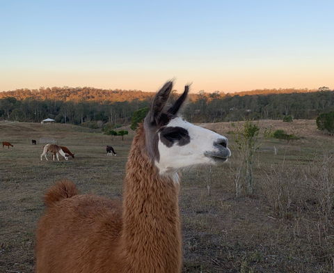 The Llama Farm - Sunshine Coast Tourism 0