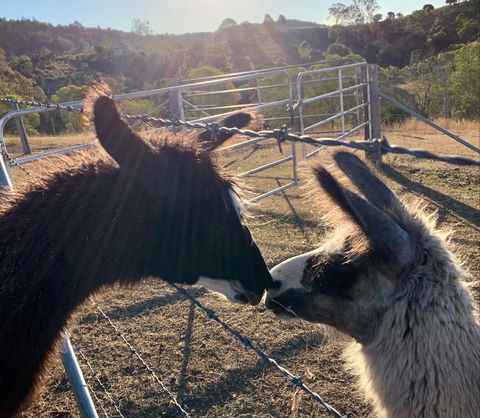 The Llama Farm - Sunshine Coast Tourism 1
