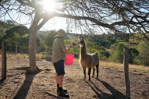 The Llama Farm - Sunshine Coast Tourism 2