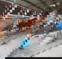 The Equine Club