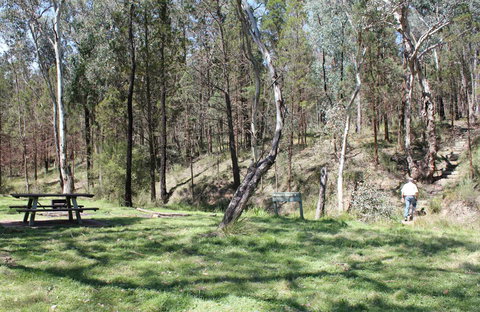 Wallaby Walking Track - Sunshine Coast Tourism 0