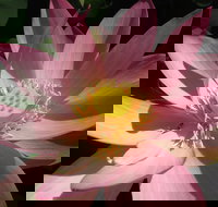 Wallis Creek Water Garden - Sunshine Coast Tourism