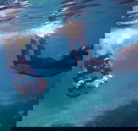 Small-Group Underwater Scooter Experience in Clovelly - Holiday Sunshine Coast