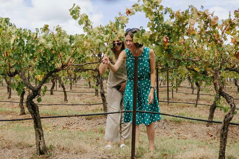 Lovedale & North Pokolbin, Hunter Valley Hop-On And Hop-off Bus Tour - Sunshine Coast Tourism 4