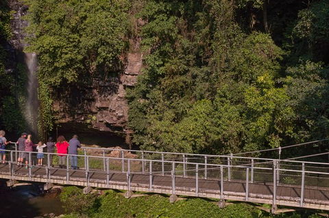 Rainforest & Waterfall Experience - Sunshine Coast Tourism 4