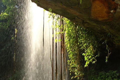 Rainforest & Waterfall Experience - Sunshine Coast Tourism 9