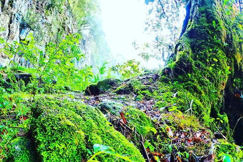 Rainforest & Waterfall Experience - Sunshine Coast Tourism 8