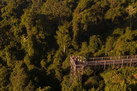 Rainforest & Waterfall Experience - Sunshine Coast Tourism 5