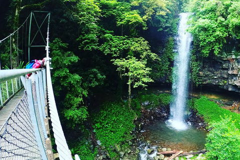 Rainforest & Waterfall Experience - Sunshine Coast Tourism 0