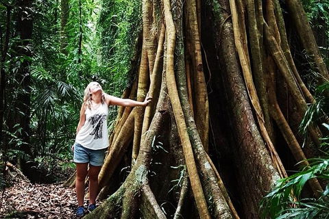 Rainforest & Waterfall Experience - Sunshine Coast Tourism 3