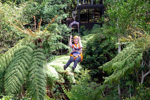 Illawarra Fly Treetop Adventures Treetop Walk Admission Ticket - Sunshine Coast Tourism 2