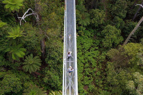 Illawarra Fly Treetop Adventures Treetop Walk Admission Ticket - Sunshine Coast Tourism 4