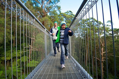 Illawarra Fly Treetop Adventures Treetop Walk Admission Ticket - Sunshine Coast Tourism 7