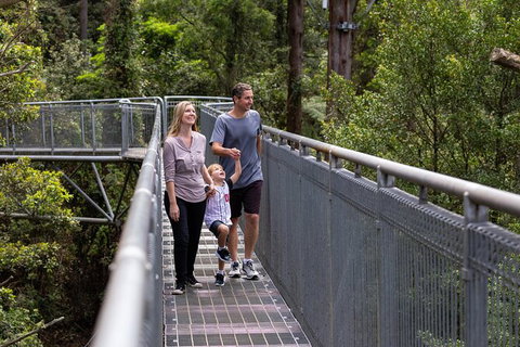 Illawarra Fly Treetop Adventures Treetop Walk Admission Ticket - Sunshine Coast Tourism 1