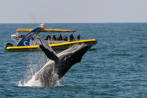 Whale Watching Wave Rider - Sunshine Coast Tourism 0