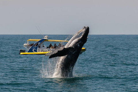 Whale Watching Wave Rider - Sunshine Coast Tourism 1