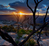Ultimate Blue Mountains and Wildlife Tour - Sunshine Coast Tourism