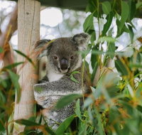 Kangaroo Encounter  Aboriginal Rock Arts Half-Day Trip from Sydney - Sunshine Coast Tourism
