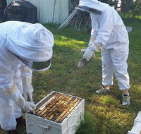 Hands On Beginner Beekeeping Class - Sunshine Coast Tourism