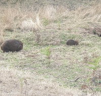 Blue Mountains  Iconic Animals - The Western Front - Sunshine Coast Tourism