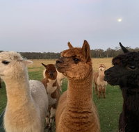 Breakfast with alpacas - Sunshine Coast Tourism
