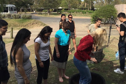 Hunter Valley Grape Stomping - Sunshine Coast Tourism 2