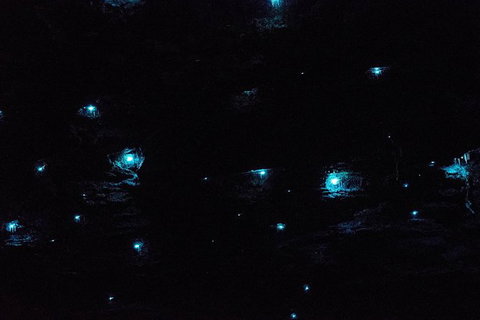 Night 4WD & Guided Glow Worm Tour Wildlife Spotlighting Blue Mountains Adventure - Sunshine Coast Tourism 1