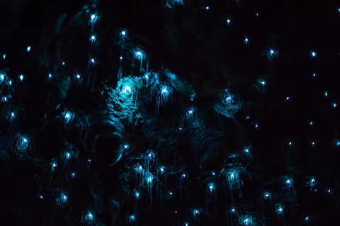 Night 4WD & Guided Glow Worm Tour Wildlife Spotlighting Blue Mountains Adventure - Sunshine Coast Tourism 4