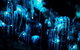 Night 4WD & Guided Glow Worm Tour Wildlife Spotlighting Blue Mountains Adventure - thumb 7