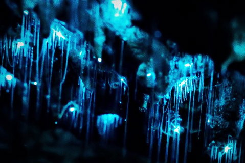Night 4WD & Guided Glow Worm Tour Wildlife Spotlighting Blue Mountains Adventure - Sunshine Coast Tourism 7