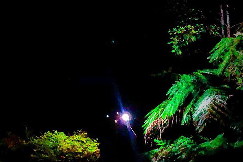Night 4WD & Guided Glow Worm Tour Wildlife Spotlighting Blue Mountains Adventure - Sunshine Coast Tourism 8