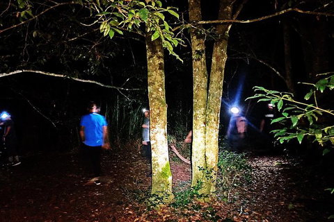 Night 4WD & Guided Glow Worm Tour Wildlife Spotlighting Blue Mountains Adventure - Sunshine Coast Tourism 5