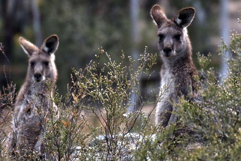 From The Mountains To The Bay - 4 Day Rediscovery Small Group Tour - Holiday Sunshine Coast 11