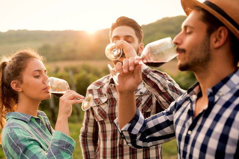 All-inclusive Morning Wine Tour In Orange - Holiday Sunshine Coast 0