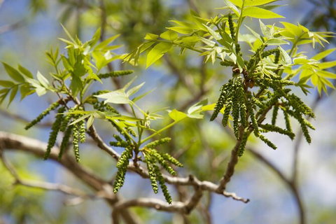 Pecan Farm Tour And Workshop, Byron Bay Hinterland - Holiday Sunshine Coast 2