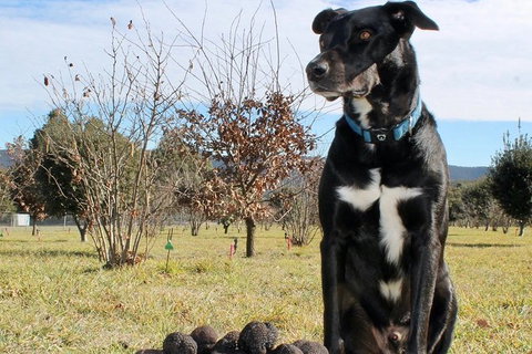 Truffle Hunts With Lunch - Southern Highlands - Sunshine Coast Tourism 3