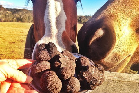 Truffle Hunts With Lunch - Southern Highlands - Sunshine Coast Tourism 2