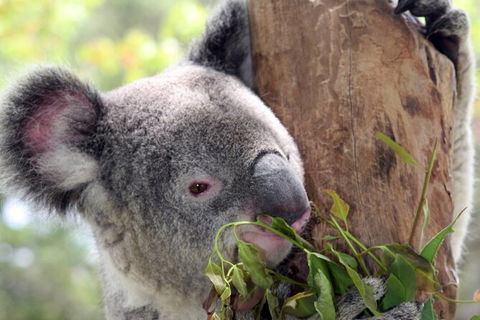 Private 10-hour Tour To Blue Mountains From Sydney - Hotel Pick Up & Drop Off - Sunshine Coast Tourism 2