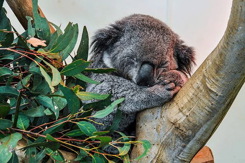 Blue Mountains Highlights, Wildlife Park And Scenic World Full Day Private Tour - Sunshine Coast Tourism 1