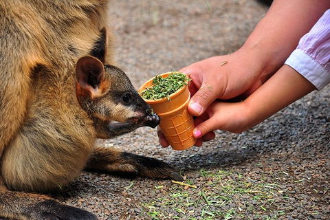 Blue Mountains Highlights, Wildlife Park And Scenic World Full Day Private Tour - Sunshine Coast Tourism 3
