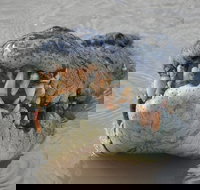 Jumping Crocodile Day Trip from Darwin - Sunshine Coast Tourism