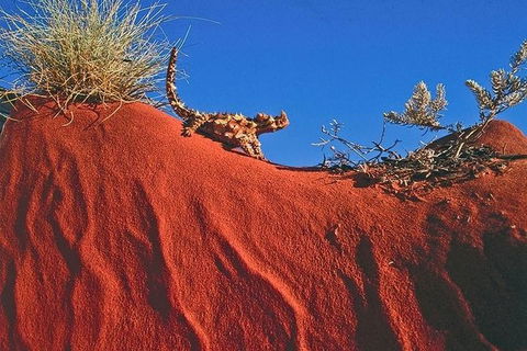 Alice Springs, Uluru Ayers Rock & Kings Canyon 8 Days Touring Package - Sunshine Coast Tourism 4