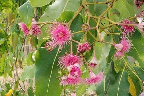 Full-Day Private Guided Tour To Litchfield National Park - Sunshine Coast Tourism 5