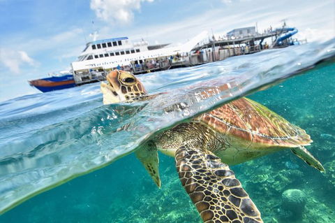 Outer Reef Pontoon Experience From Cairns - Sunshine Coast Tourism 0