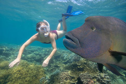 Outer Reef Pontoon Experience From Cairns - Sunshine Coast Tourism 5